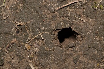 Empty cicada emergence hole in garden dirt, insect life cycle, Summer nature pest control concept closeup, Houston, TX USA.