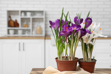 Pots with beautiful crocus flowers on table in kitchen