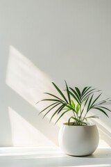 Single houseplant in a sleek pot 