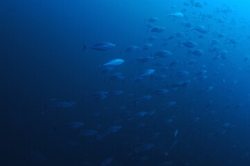 Fototapeta na wymiar 青い海を行く魚の群れ