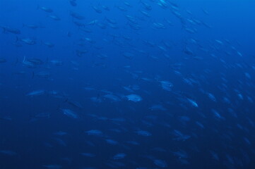 Fototapeta na wymiar 青い海を行く魚の群れ