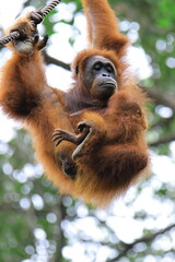 orango on the tree 