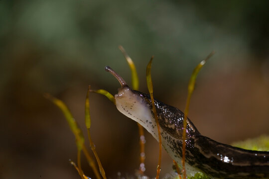 Limaccia Fam. Limacidae European black slug, limax sp. Ortakis, Bolotana (Nuoro), Sardegna, Italy