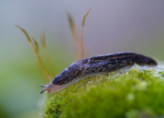 Limaccia Fam. Limacidae European black slug, limax sp. Ortakis, Bolotana (Nuoro), Sardegna, Italy