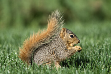 Naklejka na ściany i meble Close up of an eastern fox squirrel eating grass in a yard in Fresno, California.