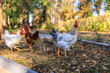 Three chickens are standing in a yard with leaves on the ground