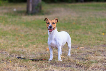 A cute Jack Russell Terrier dog walks in a clearing in the forest. Pet portrait with selective focus and copy space