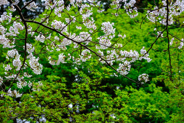 桜と新緑