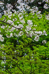 桜と新緑