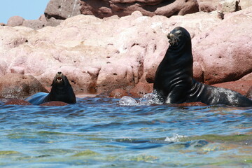 水面近くの岩礁で吠えるカリフォルニアアシカ