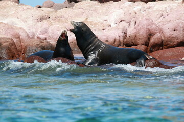 水面近くの岩礁で吠えるカリフォルニアアシカ
