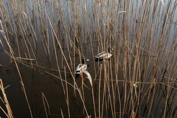 Ducks on the lake of the park of the city of Svetlogorsk