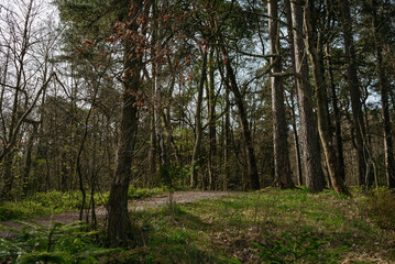 Landscapes of the central park of the city of Svetlogorsk