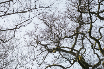 Branches of an old tree
