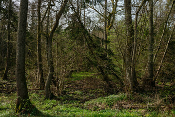 Fototapeta premium Landscapes of the central park of the city of Svetlogorsk