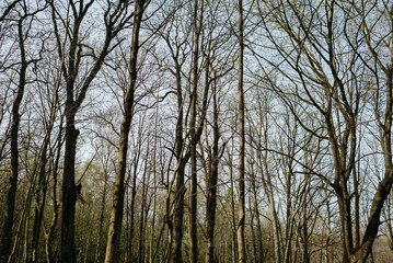 Landscapes of the central park of the city of Svetlogorsk