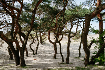 Beautiful curved trees landscape