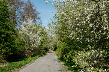 An alley framed by blooming apple trees