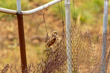cute little owl on a fence in Venezuela
