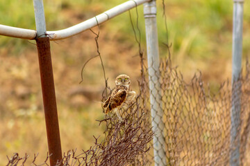 cute little owl on a fence in Venezuela