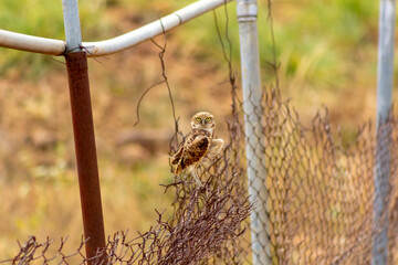 cute little owl on a fence in Venezuela