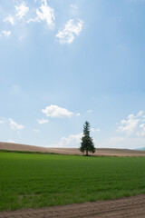 春の畑の中に立つマツの木
