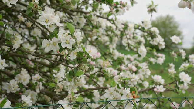 Flowers on the apple tree in the spring 