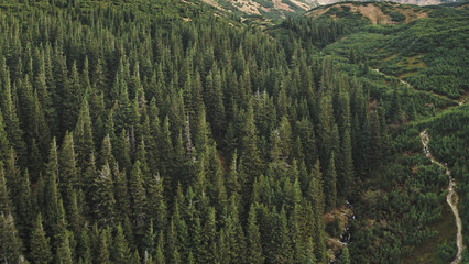 Aerial nobody nature landscape. Hiking path at mountain forest on hill. Pine trees at green grass ranges. Wild untouched natural beauty at Carpathians mount ridges, Ukraine, Europe. Cinematic shot