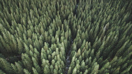 Aerial top down pine forest at mountain river. Nobody nature landscape at autumn. Green conifer trees at mount stream. Mountaineering travel to Carpathians, Ukraine, Europe. Cinematic drone shot