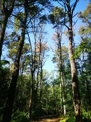 Fototapeta premium trees in the forest