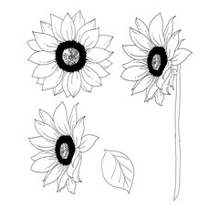 ヒマワリの花の手描き線画イラストセット