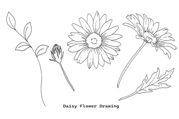 デイジーの花の手描き線画イラストセット