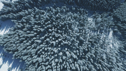 Top down snow fir forest at sun mountain aerial. Winter nobody nature landscape. Spruce and pine...