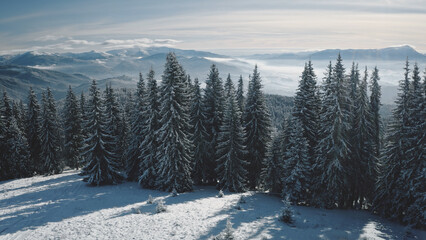 Fir forest in mist hoarfrost aerial. Snow mountain ridges at winter nobody nature landscape. Fog...