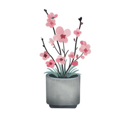 Cherry blossom in the pot