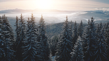 Fir forest in mist hoarfrost aerial. Snow mountain ridges at winter nobody nature landscape. Fog over pine trees. Coniferous wood at mount ranges. Amazing Carpathians, Bukovel, Ukraine, Europe - obrazy, fototapety, plakaty