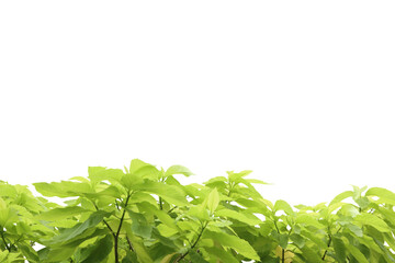 Close-up view of isolated green leaves on png file with transparent background.