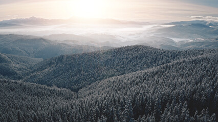 Fir forest in mist hoarfrost aerial. Snow mountain ridges at winter nobody nature landscape. Fog over pine trees. Coniferous wood at mount ranges. Amazing Carpathians, Bukovel, Ukraine, Europe - obrazy, fototapety, plakaty