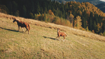 Horses at mountain pasture aerial. Autumn nature landscape. Biodiversity. Funny farm animals at grass valley on mount hill. Fir forest at Carpathian mount ridges, Ukraine, Europe. Cinematic drone shot