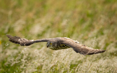 Barking Owl ( Ninox connivens ) gliding across a grass meadow in Queensland, Australia.