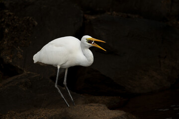  Eastern great egret (Ardea alba modesta) fishing in the shallows at Queensland, Australia.