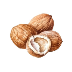 Walnuts and walnut shell isolated against transparent background in watercolor painting style. Useful products, a design element