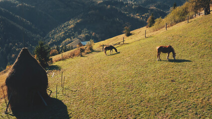 Aerial horses at grass mountain hill. Sun autumn nature landscape. Farm animal eating at pasture. Haystack at farmland. Cinematic travel to Carpathian mounts, Ukraine, Europe. Rural vacation