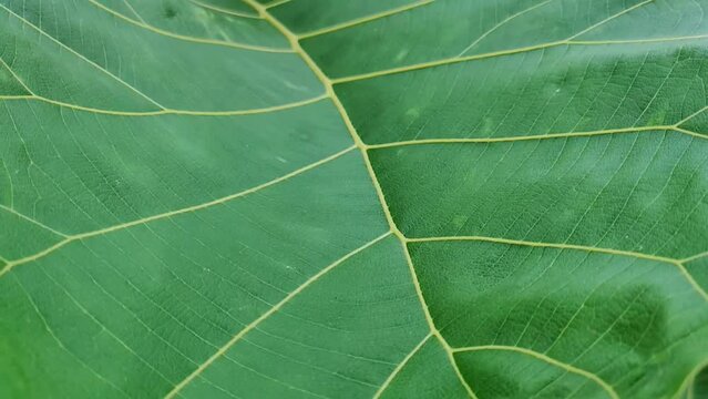 teak green leaf texture
