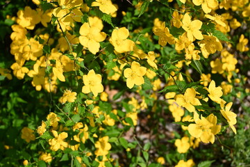 黄色く咲く誇る花