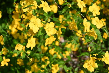 黄色く咲き誇る花