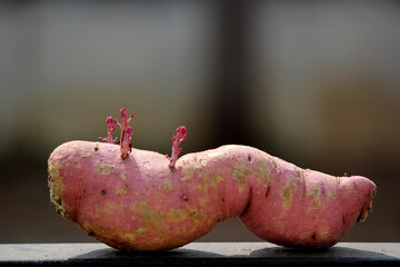 close up shot of blooming and growing sweet potato at home