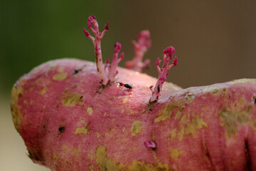 close up shot of blooming and growing sweet potato at home