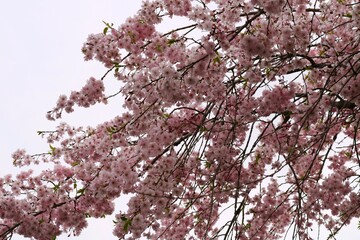 見事に咲いた桜の花　春の日