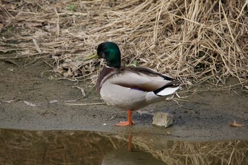 도림천의 청둥오리